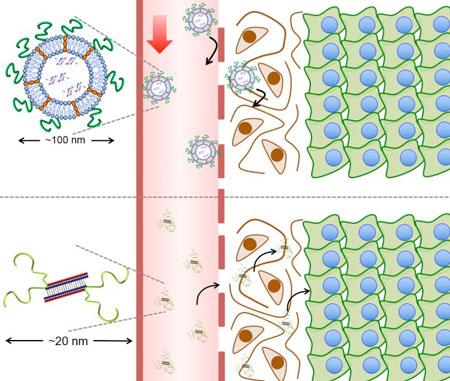 smaller nanoparticles passing through tissue