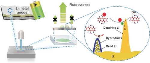 Fluorescence probe shows the distribution of active lithium species on lithium metal anodes