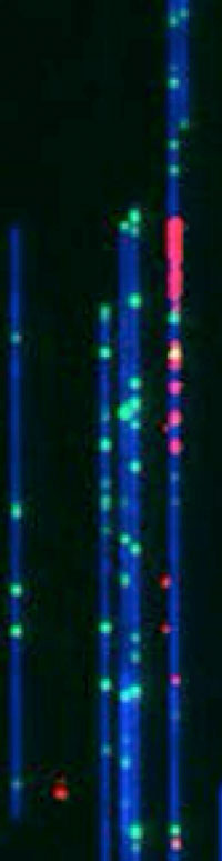 Single strands of DNA are colored blue. Green marks the location of specific landmarks. Red highlights the locations where DNA replication is beginning