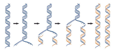 DNA double helix duplication