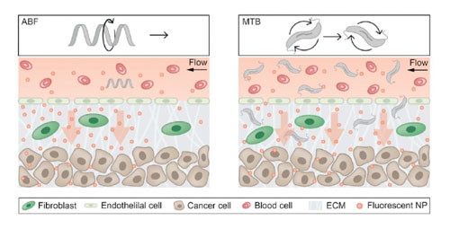 magnetic microrobot that can help push drug-delivery particles into tumor tissue
