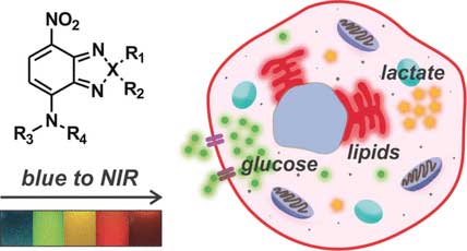 Small and tunable fluorophores for the imaging of metabolites in living cells