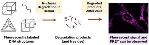intracellular fluorescence and DNA nanostructures