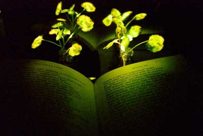 Glowing nanobionic watercress illuminates a book