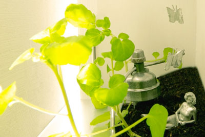 Pollinator Port – A Plant Properties room featuring an access port for light and pollinators to reach interior plants