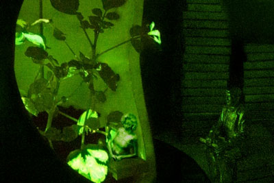 Glowing nanobionic watercress plants illuminate a room