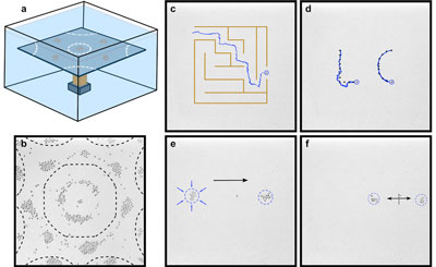 Heavy particles move towards antinodes of a submerged vibrating plate