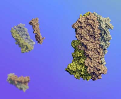 Synthetic Protein That Moves in Response to Environment