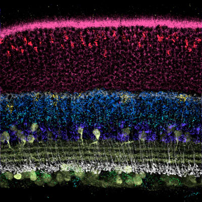 visualization of the retina’s organization into distinct layers