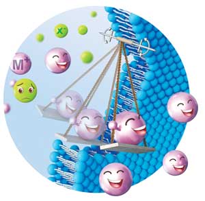 Illustration of potassium ions being transported across a cell membrane by the molecular swing