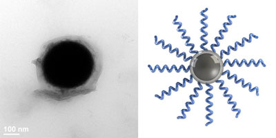 Liquid Metal Nanodroplets Grafted with Polymer Brushes