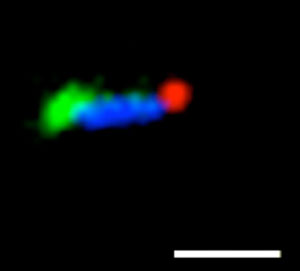 DNA Nanostructures