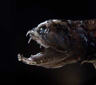 Deep-sea dragonfish with transparent teeth