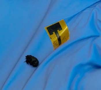 Metal-free antennas made of thin, strong, flexible carbon nanotube films