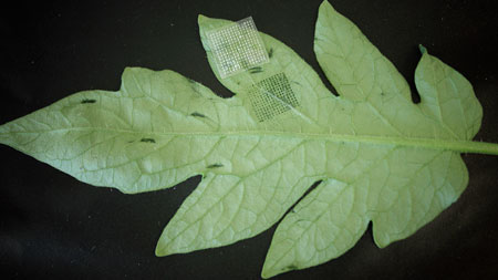 leaf with microneedle sensor