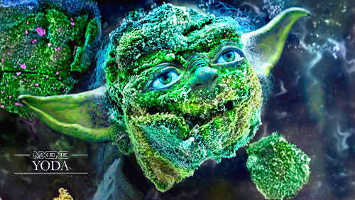 MXene Yoda