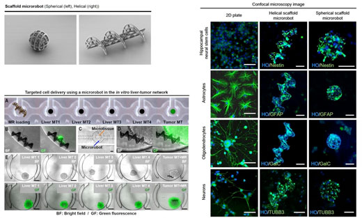 Magnetically actuated microrobots as a platform for stem cell transplantation
