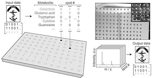 Writing and reading data encoded in mixtures of metabolites