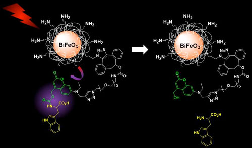 Near-infrared excitation of functionalized bismuth ferrite nanoparticles results in harmonic emission which triggers the photorelease of caged molecular cargo