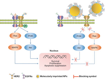Inhibition of HER2 on tumor cells by molecularly imprinted nanoparticles.