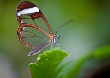 A glasswing butterfly