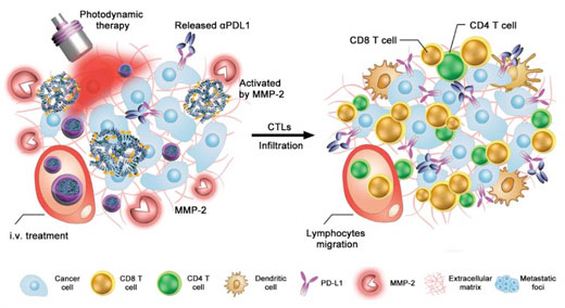 Schematic illustration of the engineered antibody nanoparticle for robust cancer immunotherapy