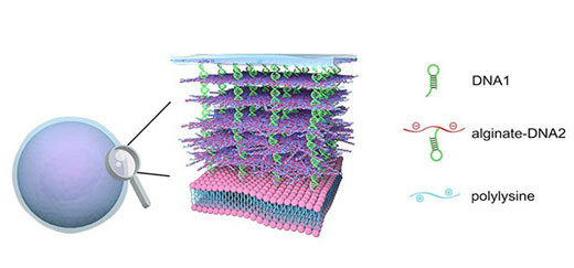 Illustration of a bioengineered cell wall section magnified to demonstrate the final 3D structure
