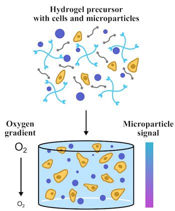 fluorescent microparticles that can be suspended in hydrogel scaffolds seeded with live cells