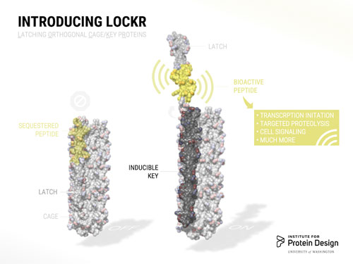 LOCKR - a molecular switch made of multiple interacting parts