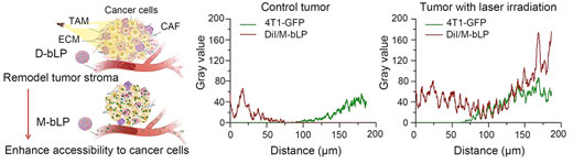 Schematic illustration of bLP-mediated tumor stroma remodeling