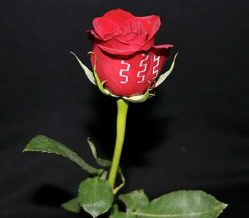 flexible electronics printed on a rose petal