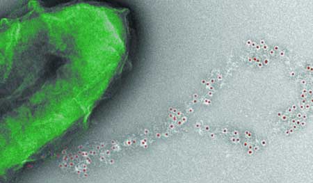 Electron Micrograph of Geobacter (Green) Expressing Wires Decorated with Peptide Tags (Red Dots)