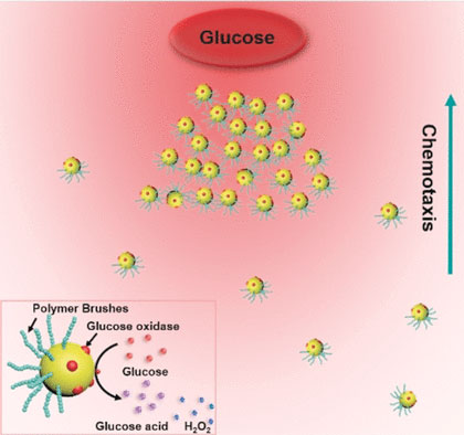 polymer-brush-functionalized Janus gold nanoswimmers