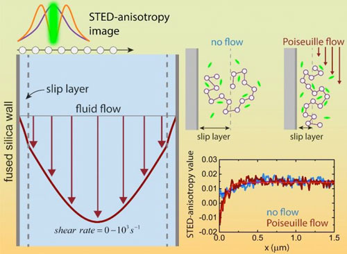 Slip layer dynamics reveal why some fluids flow faster than expected