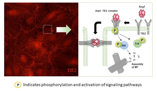 Proposed mechanism of Angiopoeitin-1 (Ang-1) induced anti-permeability effect in human microvascular endothelial cells