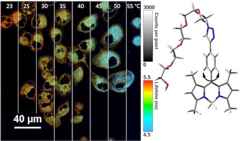 modified BODIPY molecules to serve as nano-thermometers inside cells