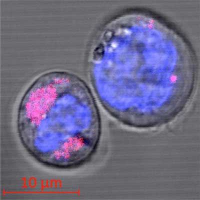 two stem cells containing carbon nanoparticles