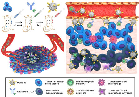 A schematic representation of click reaction-assisted immune cell targeting (CRAIT) strategy used to enhance tumor penetration of drug-loaded nanoparticles