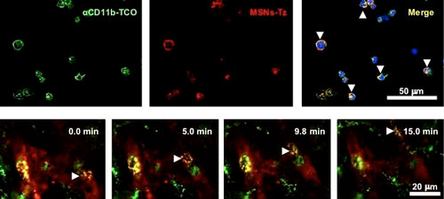 evaluation of click reaction between antibodies (green) and nanoparticles (red) on immune cells