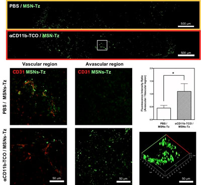 Representative tumors sections selected to show the distribution of nanoparticles in the non-targeted group (orange box) and the CRAIT group (red box)