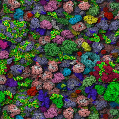 Sen8-2019 Cytoplasm