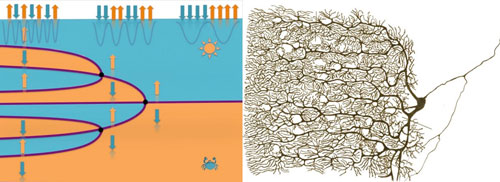 Barium Titanate at the Edge of Chaos Compared to Pyramidal Neurons