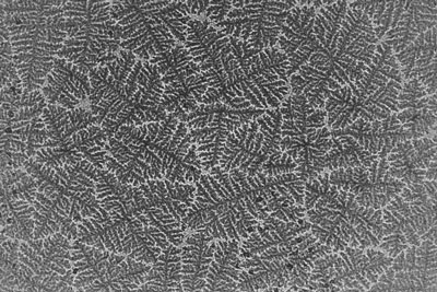 Niobium deposited on top of graphene produces structures that look like frost patterns