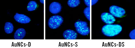 gold nanoclusters in cancer stem cells