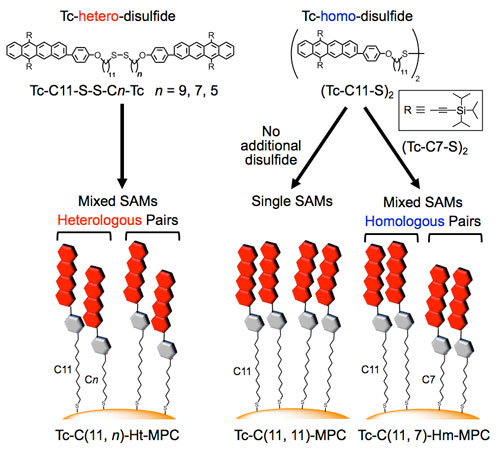 Outline of synthesis of a tetracene alkanethiol-modified gold nanocluster molecularly integrated with tetracene heterodisulfide (left) and tetracene homodisulfide