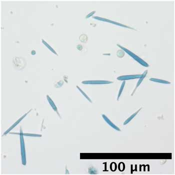 magnetic protein crystals stained with a blue dye