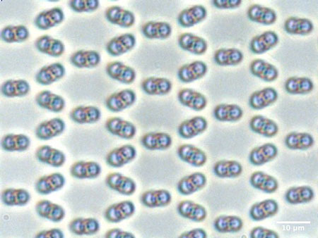 Crystal Lattice