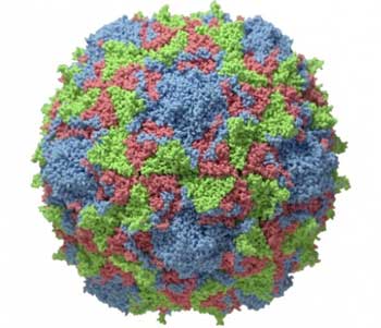 virus