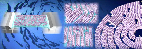 Conceptual drawing of the swarming molecular machines that change moving patterns upon mechanical stimuli