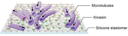 molecular machines comprising microtubules and kinesins